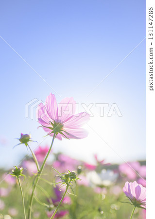 Cosmos in full bloom and blue sky (soft tone due to special photography) 131147286