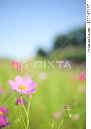 Cosmos in full bloom (soft tone due to special photography) 131147287