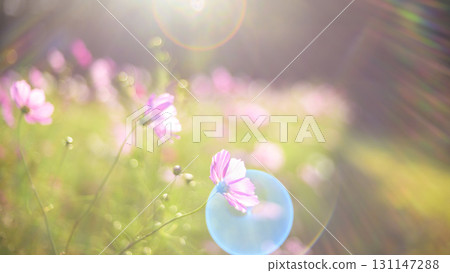 Cosmos in the sunset with light falling on it (soft tone due to special photography) 131147288