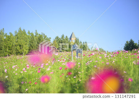 Cosmos in full bloom, door and blue sky (soft tones created by special effects) 131147291