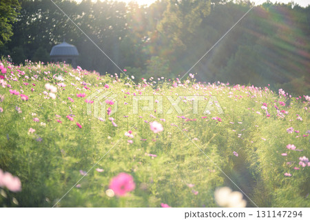 Cosmos in the sunset with light falling on it (soft tone due to special photography) 131147294
