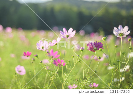 Cosmos in full bloom (soft tone due to special photography) 131147295