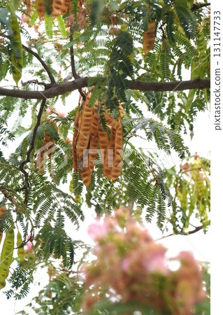 Silk tree after flowering, 2025 Silk tree after flowering, 2025 131147733
