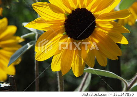 Sun Flower  131147850