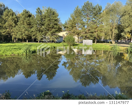 Summer landscape with lake and pine forest 131147977