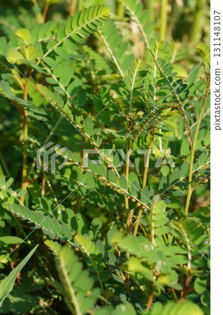 2025年，葉下珠果實變紅 131148107