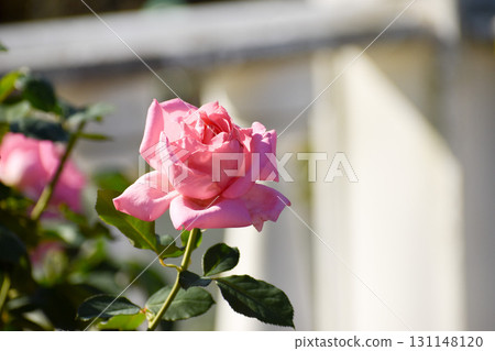 華麗的粉紅色秋季玫瑰 華麗的粉紅色秋季玫瑰 131148120