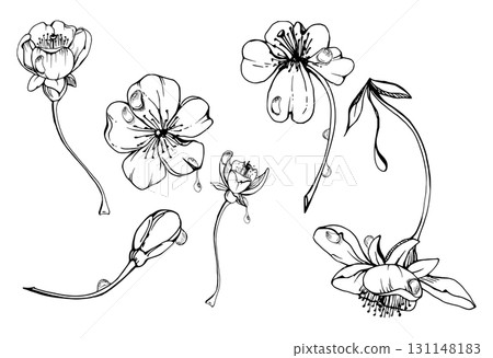 Early spring flowers on stems, water drops, white cherry sakura apple blossom bud, watercolor hand drawn, forest anemone primrose daisy. Single object set isolated illustration. Wedding, florist shop 131148183