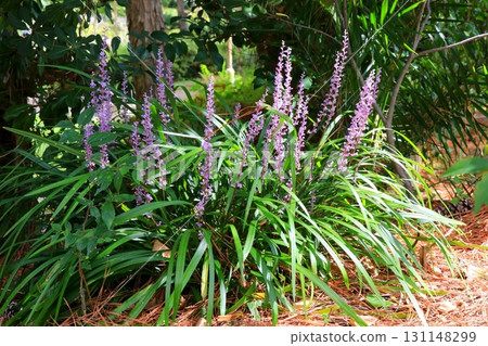 陽光下盛開的百合科花朵 陽光下盛開的百合科花朵 131148299