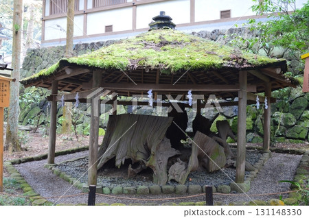 Koromogake Cedar (Omiwa Shrine, Miwa, Sakurai City, Nara Prefecture) 131148330