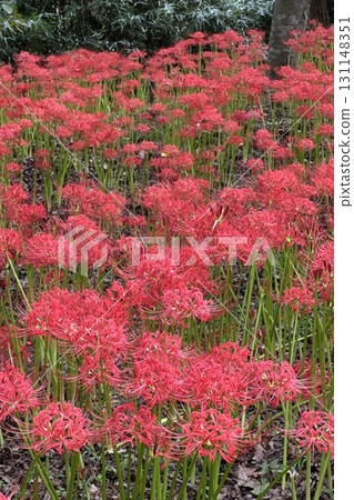 cluster spider lilies growing in clusters 131148351
