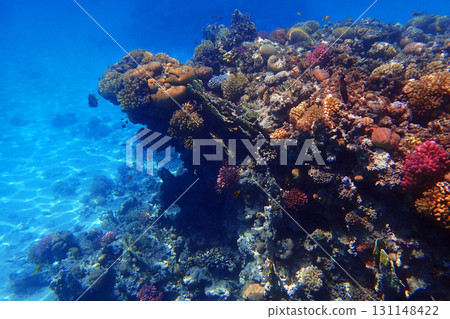 coral reef in the Red Sea 131148422