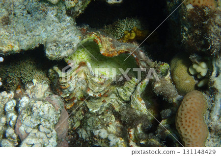 Giant Clam from the Red Sea 131148429
