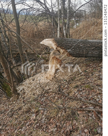 beaver damaged trees beaver damaged trees 131148472