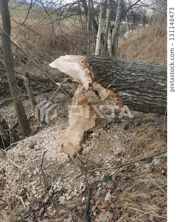 beaver damaged trees beaver damaged trees 131148473