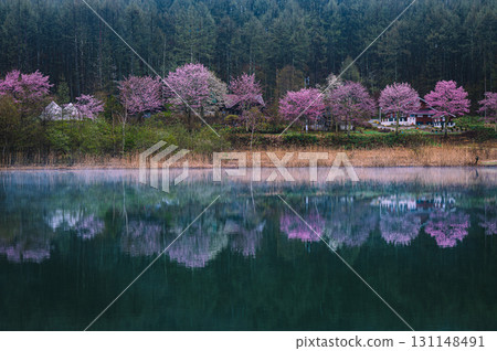 [Lake Nakamaki] Mountain cherry blossoms and reflections [Hijiri Plateau] 131148491