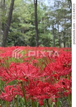 red spider lily red spider lily 131148533