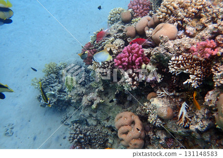 coral reef in the Red Sea 131148583