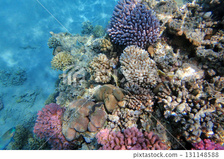 coral reef in the Red Sea 131148588