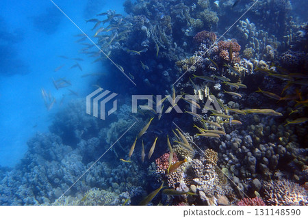 coral reef in the Red Sea coral reef in the Red Sea 131148590