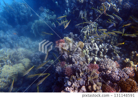 coral reef in the Red Sea coral reef in the Red Sea 131148591