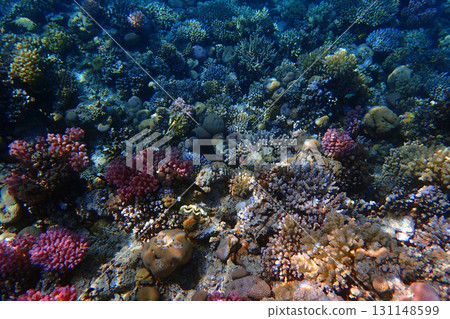 coral reef in the Red Sea coral reef in the Red Sea 131148599
