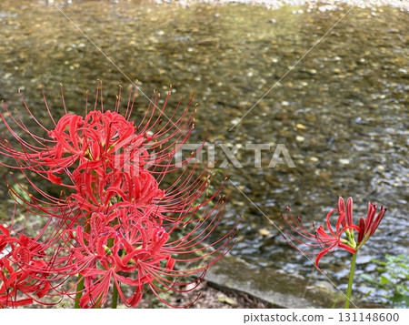 簇生蜘蛛百合 簇生蜘蛛百合 131148600