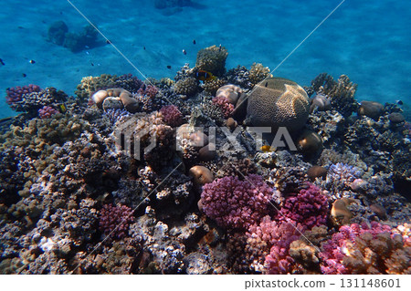 coral reef in the Red Sea coral reef in the Red Sea 131148601