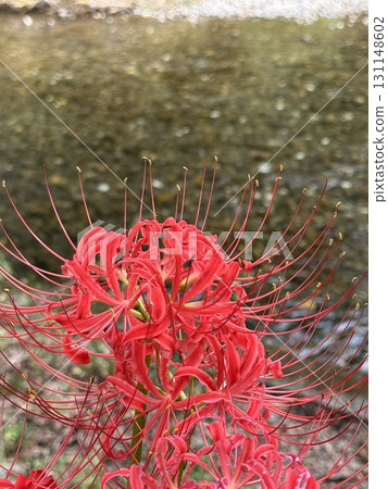 簇生蜘蛛百合 簇生蜘蛛百合 131148602