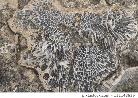corral fossil texture 131148639