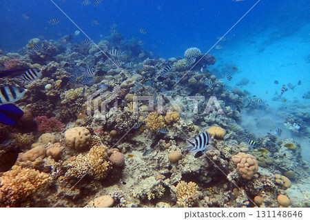 coral reef from Egypt coral reef from Egypt 131148646
