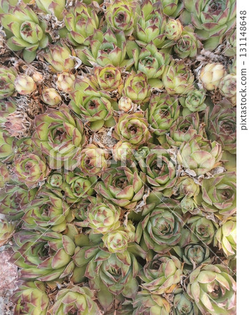 houseleek plant texture houseleek plant texture 131148648