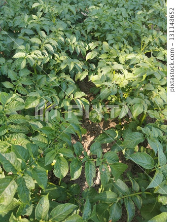green potato plant green potato plant 131148652