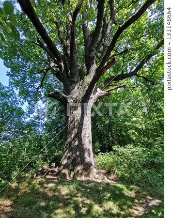 old oak tree 131148664
