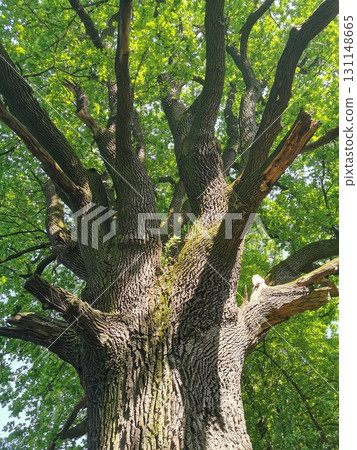 old oak tree old oak tree 131148665