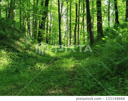 green spring forest 131148666