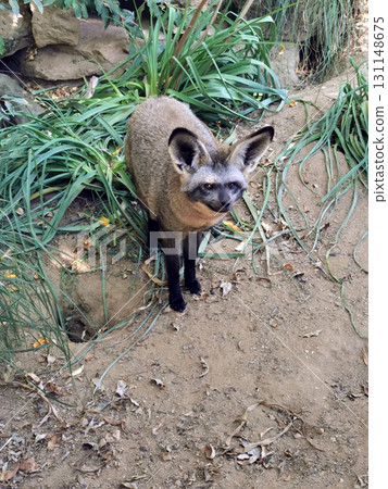 fennec fox in the nature fennec fox in the nature 131148675