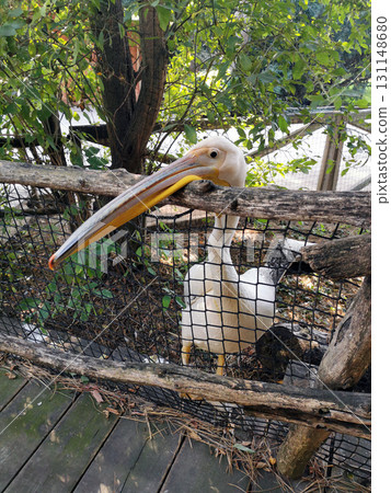 pelican bird in the garden pelican bird in the garden 131148680