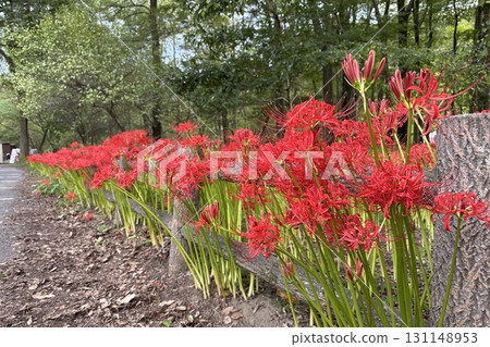 Landscape with cluster amaryllis 131148953