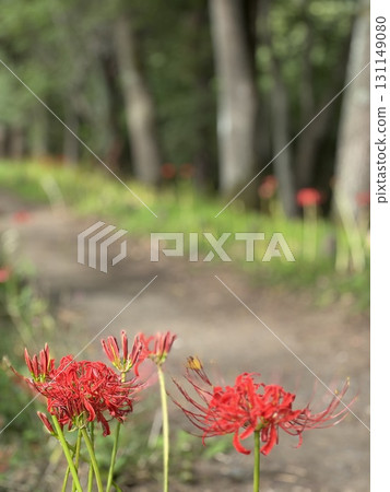 Red spider lilies blooming by the roadside 131149080