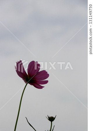 開花往天空的波斯菊 開花往天空的波斯菊 131149750