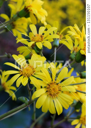 Yellow camellia flower 131150107