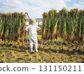 Children experiencing rice harvesting in a rice field in autumn 131150211