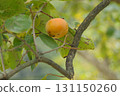柿子長在樹上，秋天成熟可吃的果實 131150260