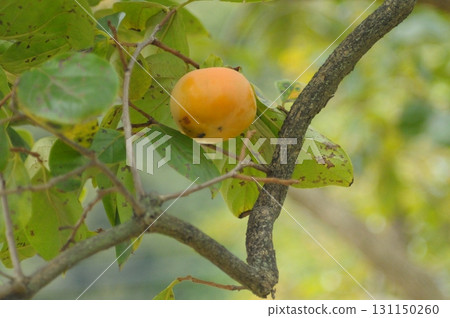柿子長在樹上,秋天成熟可吃的果實 柿子長在樹上,秋天成熟可吃的果實 131150260