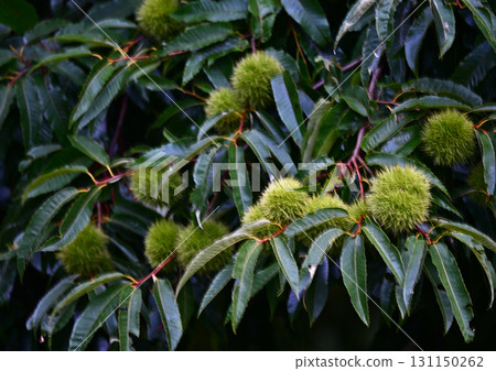 秋天的栗子果實 秋天的栗子果實 131150262