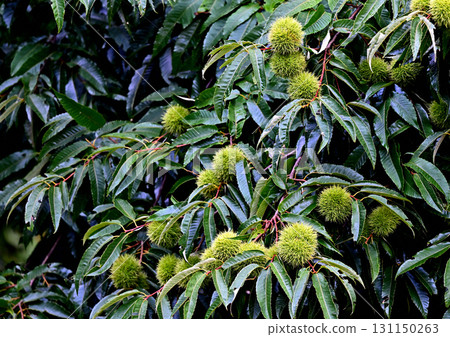 秋天的栗子果實 131150263