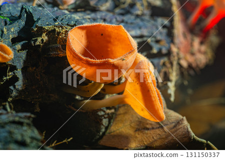 Jungle Jewels Colorful Champagne Mushrooms on Decayed Wood 131150337