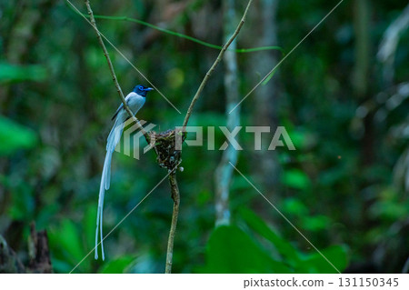The white male paradise flycatcher is as beautiful as in a fairy tale. 131150345