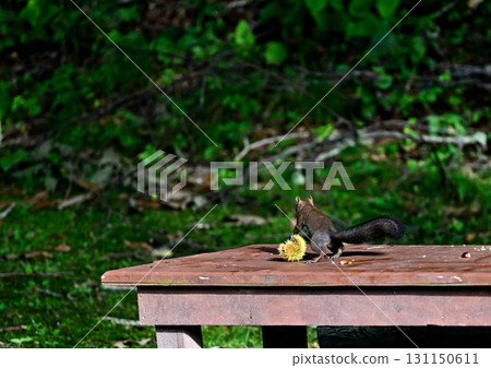 Hokkaido squirrel stuffing its mouth with autumn's bounty 131150611